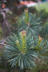 Pinus sylvestris 