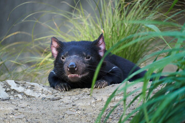 Black tasmanian devil lying in the grass