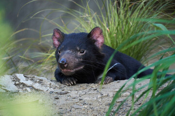 Beautiful Tasmanian Devil lady with pink ears in sand. 