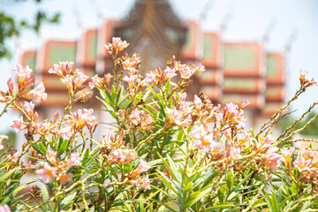 flowers in the temple