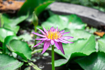 booming pink lotus flower
