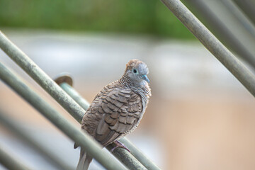 Pigeon  thailand