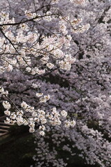 満開のソメイヨシノ