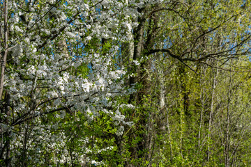 Blooming tree in the spring morning on a blurred background.