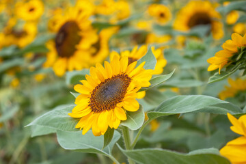 sunflower in the garden