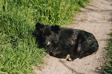 A beautiful black mongrel dog with long hair lies on the green grass in the countryside and is resting.