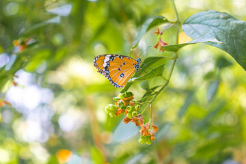 butterfly on a flower