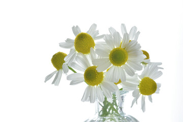 Camomile flowers on a white background