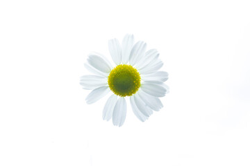 Camomile flower on a white background