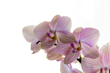 White orchid with purple stripes on white background