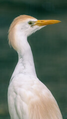 Portrait of the Cattle egret with yellow eyes. Bubulcus ibis.