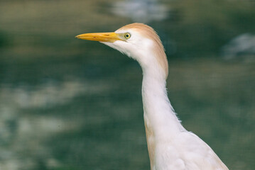 Cute closeup of white Cattle egret in the water. Bubulcus ibis.