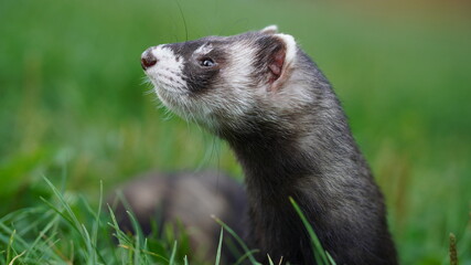 Sweet black ferret male portrait in the grass. Horizontal side close up of ferret head.          