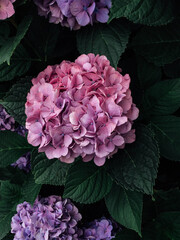 Obraz premium Beautiful fresh pink hydrangea flower in full bloom in the garden, close up. Blooming summer flowering plants, dark green leaves background. Copy space.