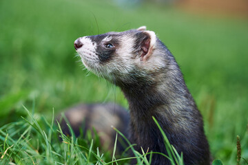 Sweet black ferret male portrait in the grass. Horizontal side close up of ferret head.      