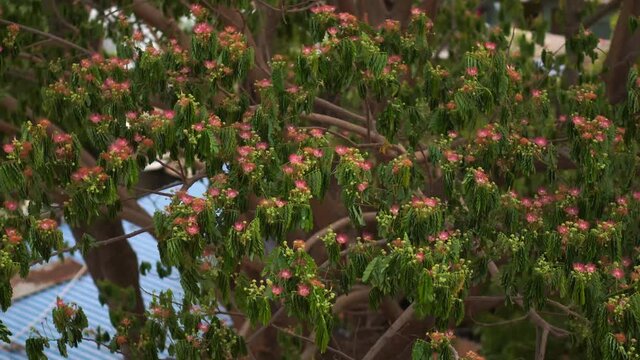 Flowers blooming in the trees in India
