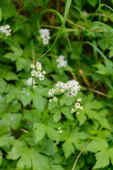 モミジカラマツ