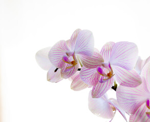 White orchid with purple stripes on white background