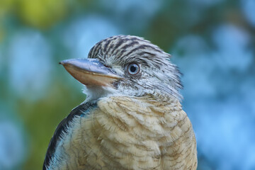 Detail of blue-winged kookaburra in the leaves (Dacelo leachii). Ledňák modrokřídlý.