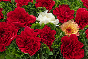 Fototapety na wymiar - Fototapeta24.pl