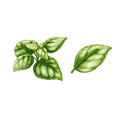 Basil fresh leaves. Vintage vector hatching color hand drawn illustration