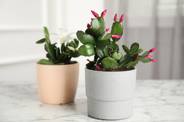 Beautiful blooming Schlumbergera plants (Christmas or Thanksgiving cactus) in pots on white marble table indoors