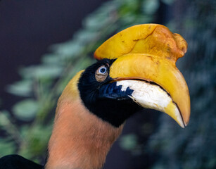 Rhinoceros hornbill with beautiful eyelashes on a green leaves Buceros rhinoceros.