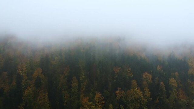 cloudy day over mystical forest
