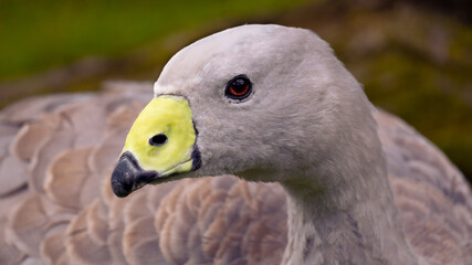 Cape Barren Goose with red eye. Calmly looking grey bird. 