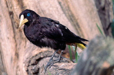 Funny portrait of curiously looking Crested oropendola also known as Cornbird. Psarocolius decumanus.