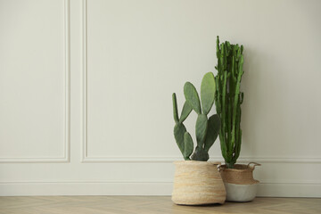 Beautiful potted cacti near white wall indoors, space for text. Interior element