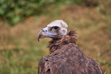 Monk Vulture Close Up. Bird with special hemoglobine for higher flying (Aegypius monachus, Cinereous Vulture, Sup hnědý).    