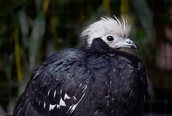 Portrait of the Blue-throated piping guan. Pipile Cumanensis.