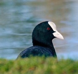 Beautiful common coot closeup in the grass (Fulica atra)           