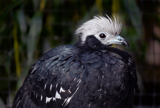 Portrait of the Blue-throated piping guan. Pipile Cumanensis.