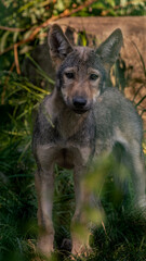 Only a few months old cute gray wolf puppy hiding in the dark leaves. Canis lupus