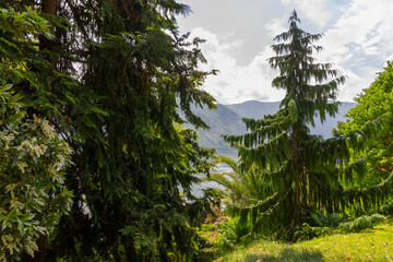 Lombardy, Italy, pine trees green landscape, Como lake