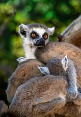 Bright clear portrait of Ring-tailed lemur and her baby on the green leaves background. Lemur catta. Maki or Hira called localy on Madagascar. 