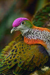 Superb fruit dove from Asia and Australia also known as purple-capped dove (Ptilinopus superbus). Closeup of an extremely colorful bird. Purple-crowned dove portrait.