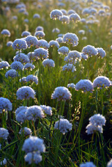 Fiori, Allium roseum, aglio roseo