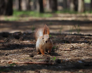 Cute red squirrel on ground in forest