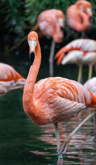 Beautiful american flamingo with a group of rose flamingos in the background. Phoenicopterus ruber.