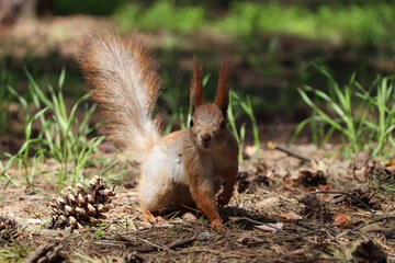 Naklejka na ściany i meble Cute red squirrel on ground in forest
