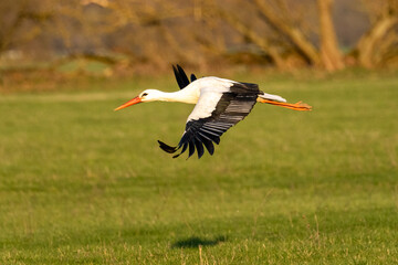 European Stork is flying on the filed somewhere in Germany