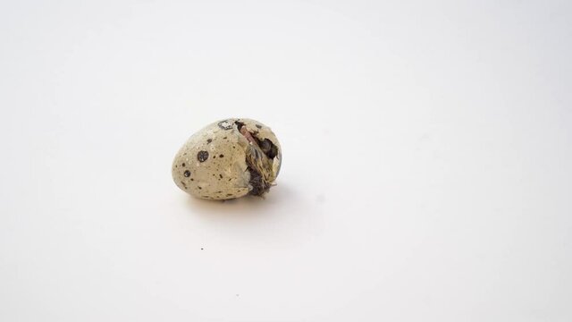 Newborn quail egg on white background. Chick hatching out its egg. The birth of a new little life