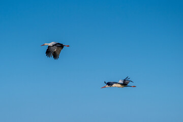 European Stork is flying on the filed somewhere in Germany