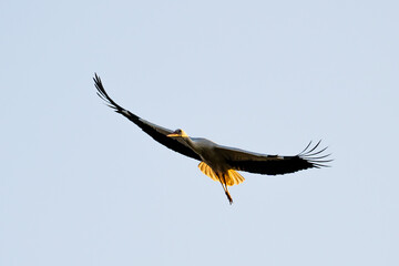 European Stork is flying on the filed somewhere in Germany