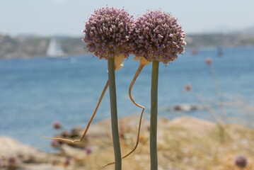 Aglio delle isole, Allium commutatum
