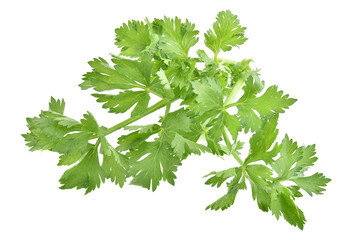 Fresh leaf celery isolated on a white background