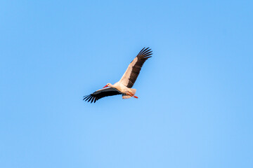 European Stork is flying on the filed somewhere in Germany